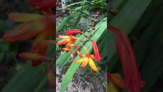 Fiery orange amp yellow Crocosmia flowers Montbretia native to Africa flowers shorts plants plant [upl. by Airehs]