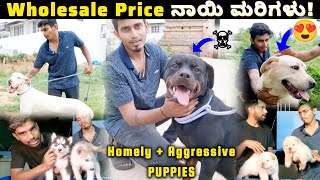 WHOLESALE puppies for sale in Bangalore  Cheap amp best price puppies  Bangalore [upl. by Ohcamac]