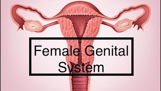 Female Reproductive System  Uterus  Special Pathology [upl. by Araec425]