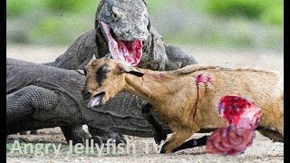 4 UNCENSORED 18 eaten ALIVE  Komodo Dragons eating a calf alive  Screaming  live feeding [upl. by Huxham169]