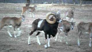 World Class 40 inch Monster Mouflon Ram quotMegaMaxquot [upl. by Spoor440]