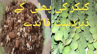 kikar ke phali ke faydaBabool tree k Amazing health benefitshooria vlogs [upl. by Joice798]