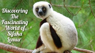 Meet the Unusual Sifaka Lemur The Secrets of Madagascar’s Acrobat [upl. by Naiva313]