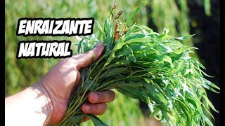 Como Hacer un Poderoso Enraizante Natural  Huerto Organico [upl. by Brady]