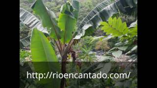 Panama Eco Lodge  Discover El Rio Encantado  Descubre El Rio Encantado [upl. by Aluin]