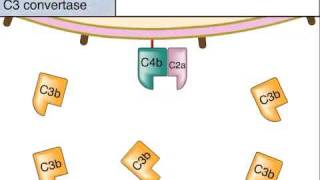 The Classical Pathway of Complement Activation [upl. by Sheila]