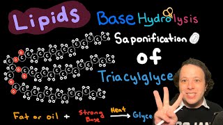 Lipids Saponification of Triacylglycerides [upl. by Bromley]