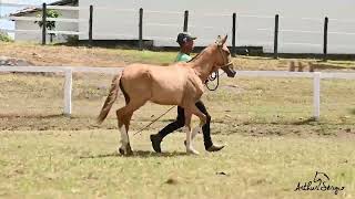 LOTE 17 ITAPARICA AMARALINA [upl. by Doggett]