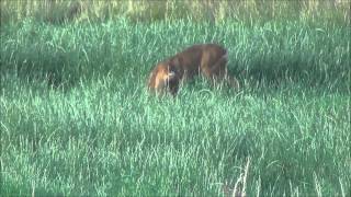 Roe buck shot with 65x55 140gr federal fusion [upl. by Vallie]