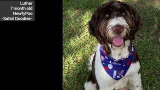 NewfyPoo  NewfieDoodle at 7 months old Luther is a brown Landseer Newfoundland and poodle cross [upl. by Immij822]