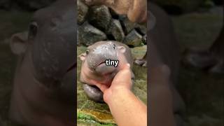 Pygmy Hippo Meet the Mini Hippo animal animalshorts animals animalfacts wildlife nature [upl. by Russia]