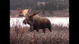 Scuba Moose  Unbelievable Northern BC Archery Moose Hunt [upl. by Ainosal]