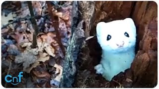 Ermine Says Hello [upl. by Genesa615]