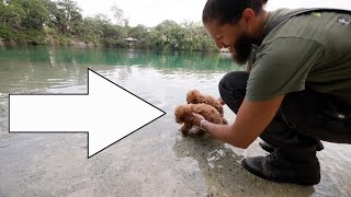 Red Toy Poodle Puppies First time Swimming In the Lake [upl. by Chaille]