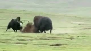 Wild yak vs Domestic yak [upl. by Anerul]