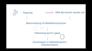 Genetik  Gentechnologie Erzeugung transgener Bakterien [upl. by Kenison532]