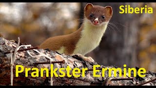 Prankster Ermine  Siberian stories [upl. by Luciano486]