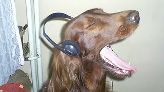 Funny Dogs Howling To Music Compilation  NEW [upl. by Anirdna]