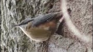 European NUTHATCH Singing amp Warbling  Sitta europaea song [upl. by Fania]