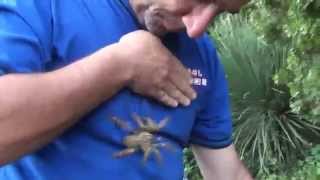 Handling one of the most dangerous tarantulas [upl. by Chretien]