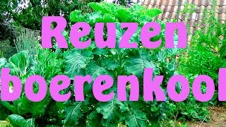 Boerenkool reuzen boerenkool [upl. by Nertie]