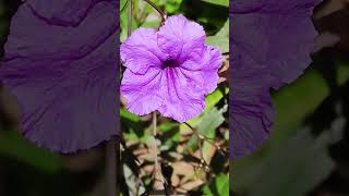 Ruellia tuberosa [upl. by Demy]