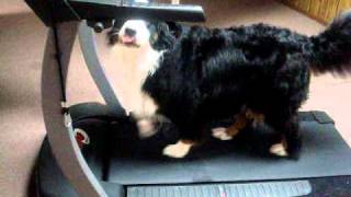 Bernese Mountain Dog loves the treadmill [upl. by Gilberte]