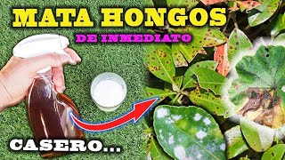 SOLUCIÓN DEFINITIVA a los HONGOS con este FUNGICIDA CASERO para plantas [upl. by Justino479]