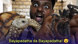 Tarantula and tortoise as pet  தமிழ்  coimbatore  BERMUDA TRIANGLE AQUATICS [upl. by Pani]