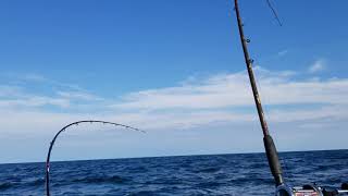 Lake erie walleye chop [upl. by Bradstreet]