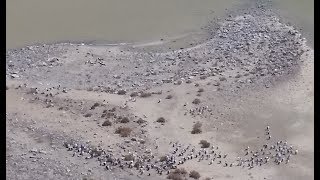 Lake Eyre Tours Flights Floods Pelicans 2019 [upl. by Denae]