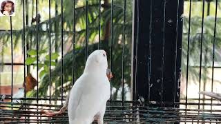 FINCHES SINGING AND PLAYING [upl. by Sigfried]