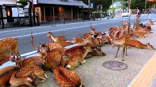 Horde of deer occupying the road at Nara 奈良公園の鹿達、道路を占領して涼を取る [upl. by Medardas]