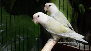 RosyFaced Lovebird Chirping Sounds  WhiteFaced Green Pallid Opaline [upl. by Euqnomod]