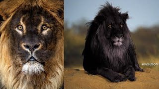 8 Leones que Desafían la Imaginación Los Más Raros y Únicos [upl. by Craddock666]