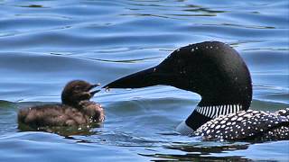 Common Loon Birdcalls [upl. by Namsaj115]