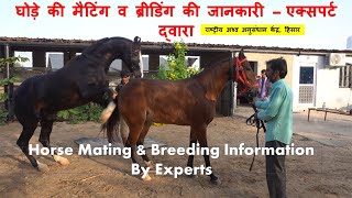 Horse Mating Breeding Reproduction Information Video By National Research Centre on Equines Hisar [upl. by Eilra]