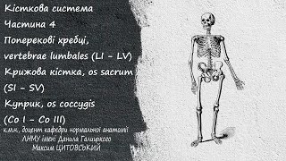 ОстеологіяЧастина 4Поперекові хребці vertebrae lumbalesКрижова кістка os sacrum [upl. by Glick]