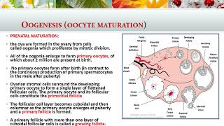 Gametogenesis ii Oogenesis [upl. by Woolcott915]