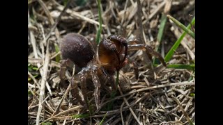 Atypus affinis  the Purse Web Spider [upl. by Vilberg]