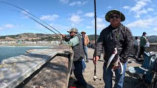 Fishing jt halfmoon bay and pacifica pier [upl. by Wieren]