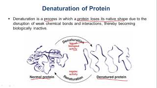 Protein Denaturation Physical and Chemical Denaturants [upl. by Nyltiak999]