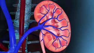 Resumo de Fisiologia Renal e produção de urina [upl. by Sivia86]