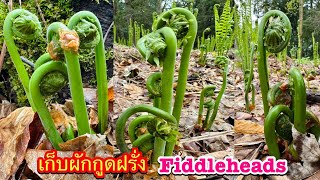 เก็บผักกูดฝรั่ง ชีวิตในอเมริกา Picking FiddleheadsOstrich Fern ผักป่าในต่างประเทศ มาดามเมียฝรั่ง [upl. by Simonette]