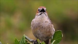 Cape Grassbird singing [upl. by Valente]