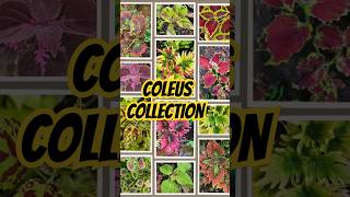 coleus coleuscollection gardening plantlovers natureserenity [upl. by Nasaj120]