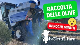 Come Raccogliere le Olive nel Superintensivo [upl. by Filia]