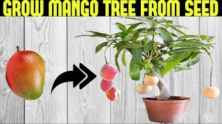 How To Grow a Mango Tree From Seed  SEED TO HARVEST [upl. by Uliram]