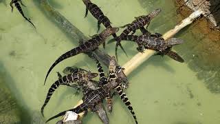 Baby Alligators at Gator Golf Adventure Park Orlando Florida [upl. by Labana635]