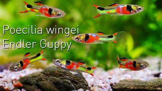 Poecilia wingei der ENDLER GUPPY  Nano Fisch Portrait [upl. by Aniv]